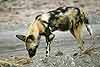 African Wild Dog (Lycaon pictus) checking interesting scent