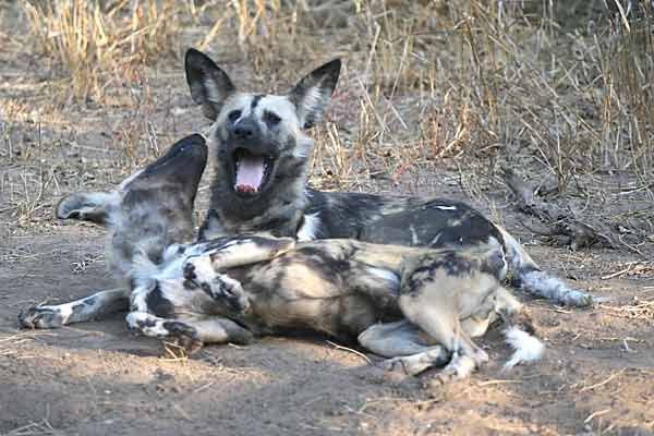 Wild dog pair lying together, Tuli Block, Botswana
