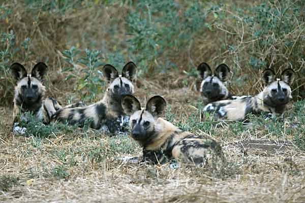 Wild dog group at rest, Tuli Block, Botswana