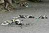 African Wild Dog (Lycaon pictus) group lying asleep in dry riverbed