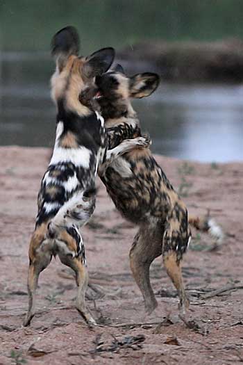 Young wild dogs at play on banks of river