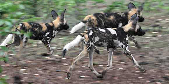 Wild dogs on the hunt