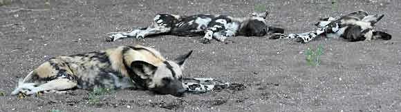 Wild dogs sleeping