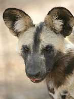 Wild Dog, Kapama Game Reserve, South Africa