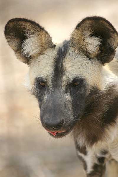 Picture of African wild dog, close-up