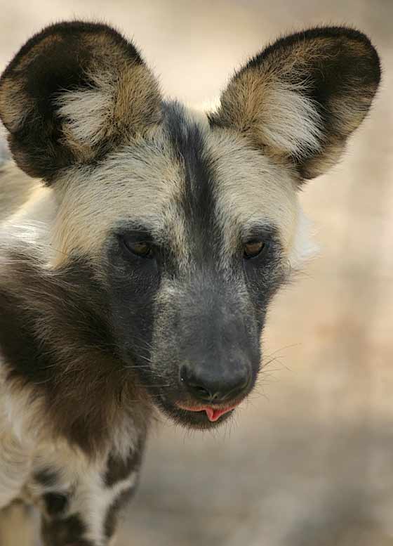 Wild Dog close-up portrait