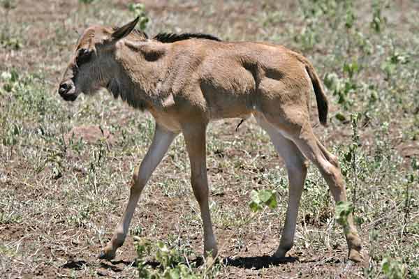 Baby wildebeest, Kruger National Park, South Africa