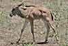 baby wildebeest, Kruger National Park