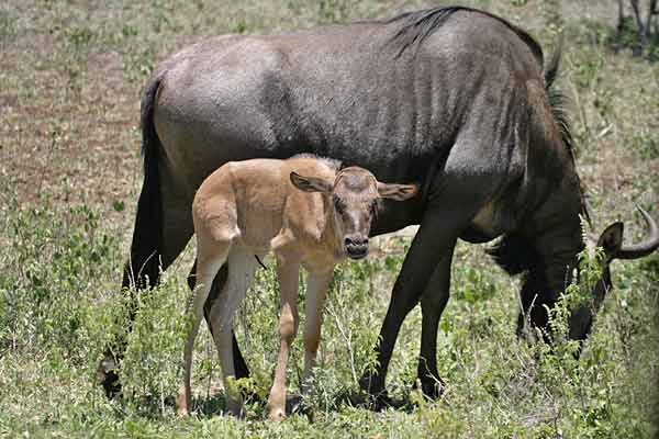 Wildebeest cow with calf, Kruger National park, South Africa