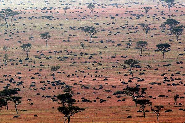 Wildebeest migrating across the Serengeti Plains, Tanzania