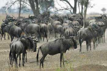 Wildebeest milling around looking for shade, Serengeti, Tanzania