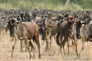 Wildebeest massing, Serengeti National Park, Tanzania