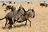 Wildebeest pair take fright, Serengeti, Tanzania