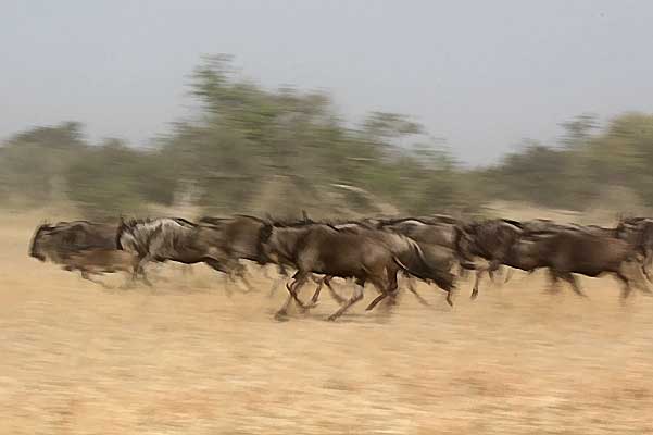 Wildebeest herd running, Serengeti NP, Tanzania