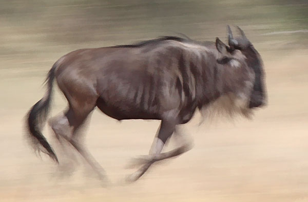 Motion blur picture of running wildebeest
