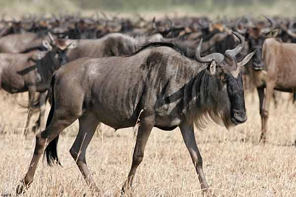 Wildebeest, side view, Serengeti NP, Tanzania