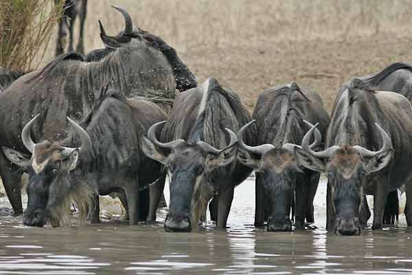 Wildbeest at waterhole, Serengeti NP, Tanzania