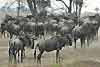 Wildbeest milling around under trees, Serengeti National Park, Tanzania