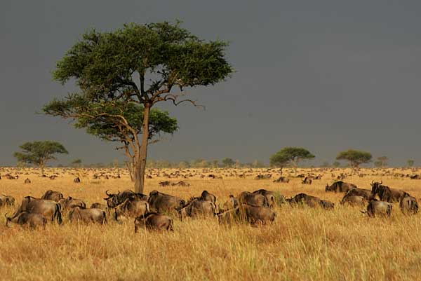 Wildebeest on Serengeti Plains against stormy sky