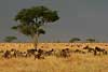 Wildebeest on Serengeti Plains against dark sky