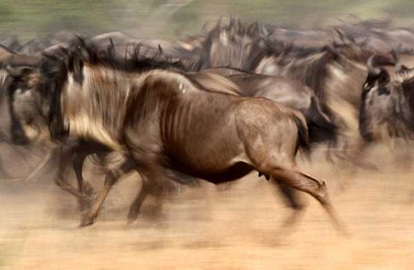 Wildebeest sprint off in panic, motion blur photo