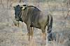Wildebeest looking over shoulder, Kruger National Park