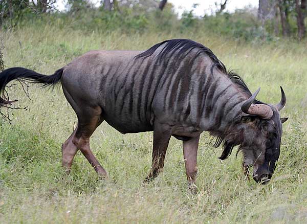 Blue Wildebeest, Kruger National Park