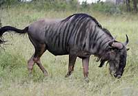 Blue Wildebeest, Kruger National Park, South Africa