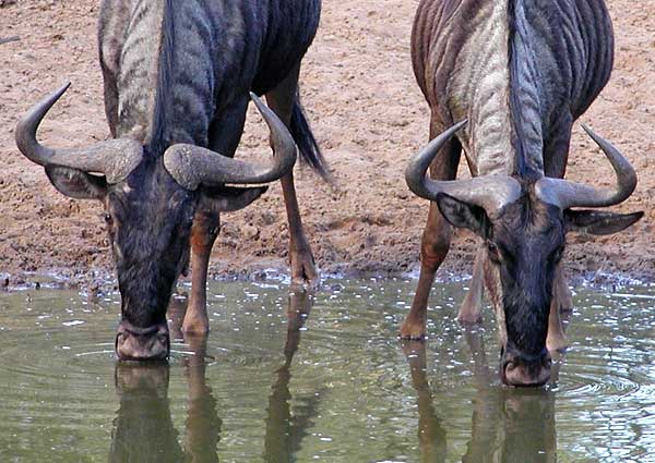 Wildebeest pair bending to drink from waterhole, Mkuze Game Reserve