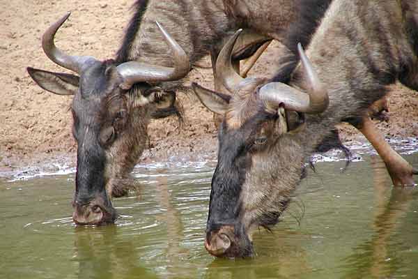 Close-up of wildebeest pair drinking, Mkuzi Game Reserve, South Africa