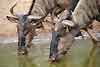 Close up of wildbeest pair drinking, Mkuzi Game Reserve