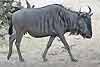 Wildebeest, side view, Mkuze Game Reserve