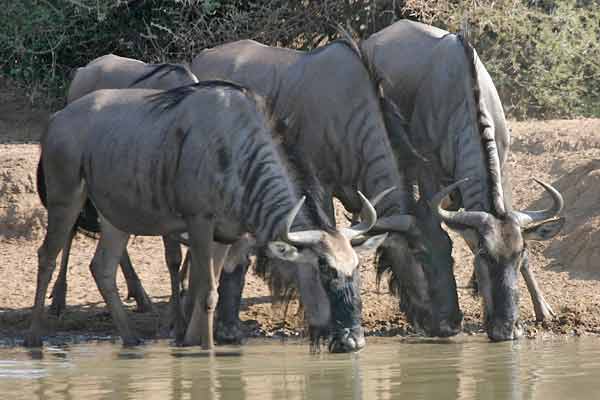 Wildebeest trio drinking from waterhole, Mkuzi Game Reserve, South Africa