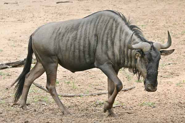 Wildebeest heading for drink from waterhole