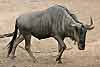Wildebeest heading for waterhole
