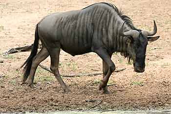 Blue wildebeest next to waterhole, Mkuze Game Reserve, South Africa