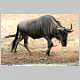 Wildebeest