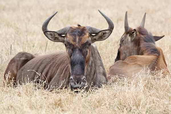 Wildebeest pair lying in long winter grass, Tala Private Game reserve, South Africa