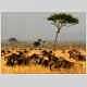 Wildebeest migration, Serengeti, Tanzania