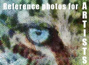 Wildlife Reference Photos