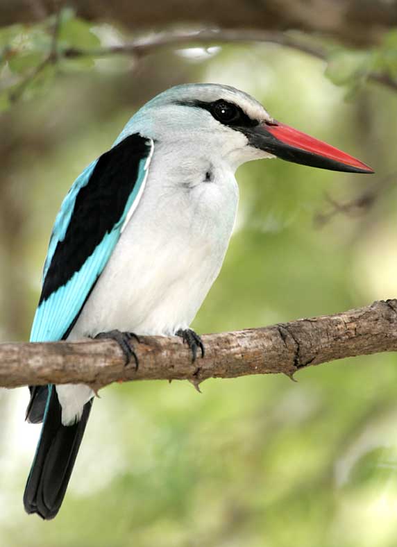 Woodland Kingfisher on branch