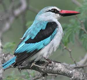 Woodland Kingfisher