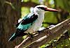 Woodland Kingfisher