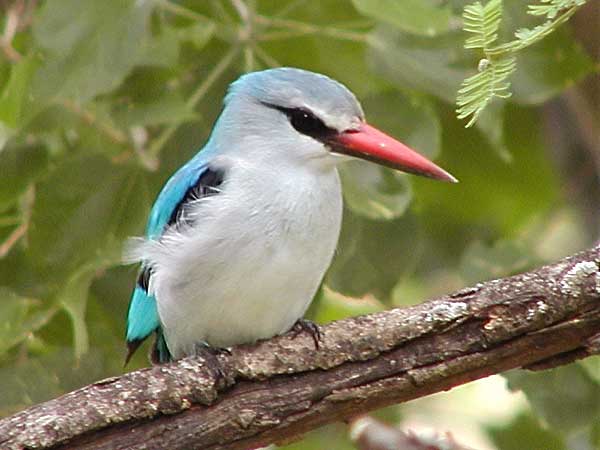Pic of Woodland Kingfisher
