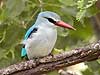 Woodland Kingfisher