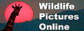 Wildlife Pictures Online logo