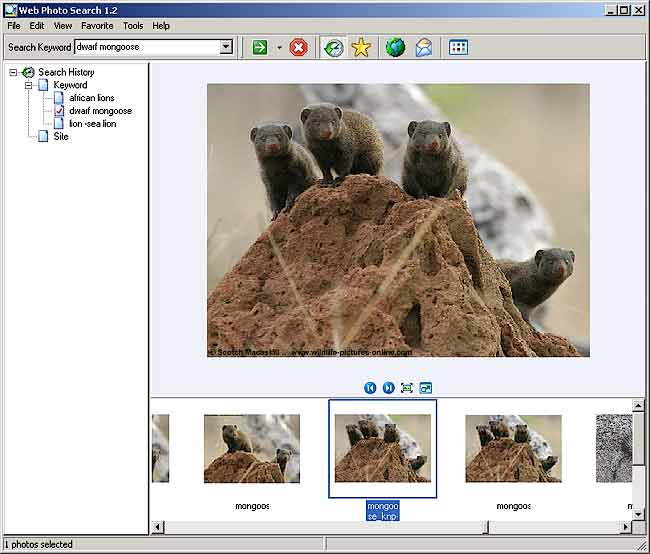 Web Photo Search Filmstrip View