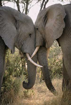 Elephants leaning against each other