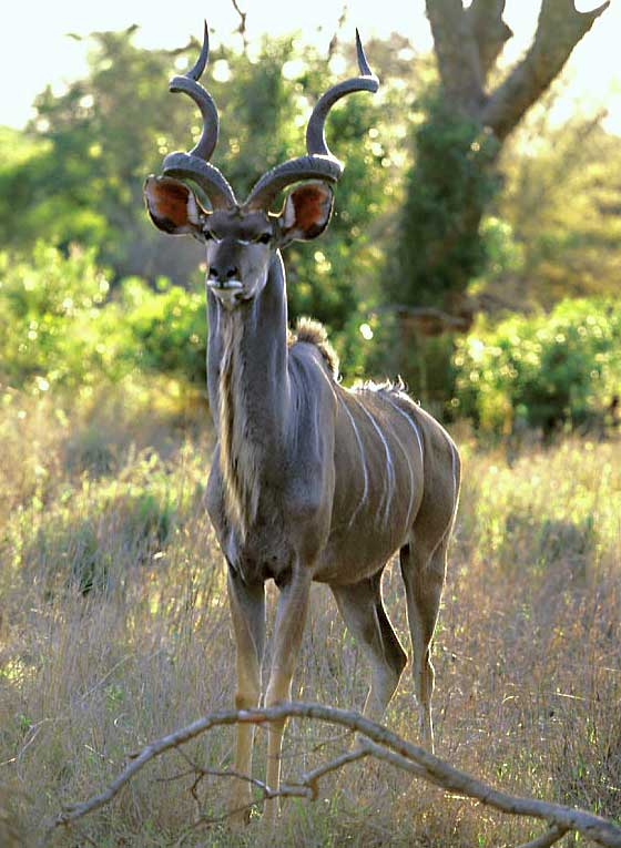 Kudu Bull, Kruger National Park
