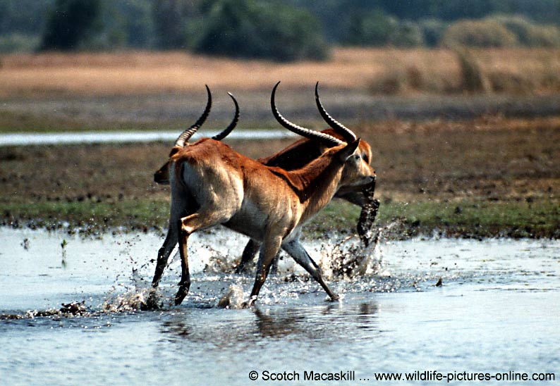 Red lechwe rams splashing in shallow water, Okavango Delta